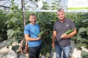 Оранжерията за краставици в Раковски залага на сортове краставици устойчиви на зелена краставична мозайка